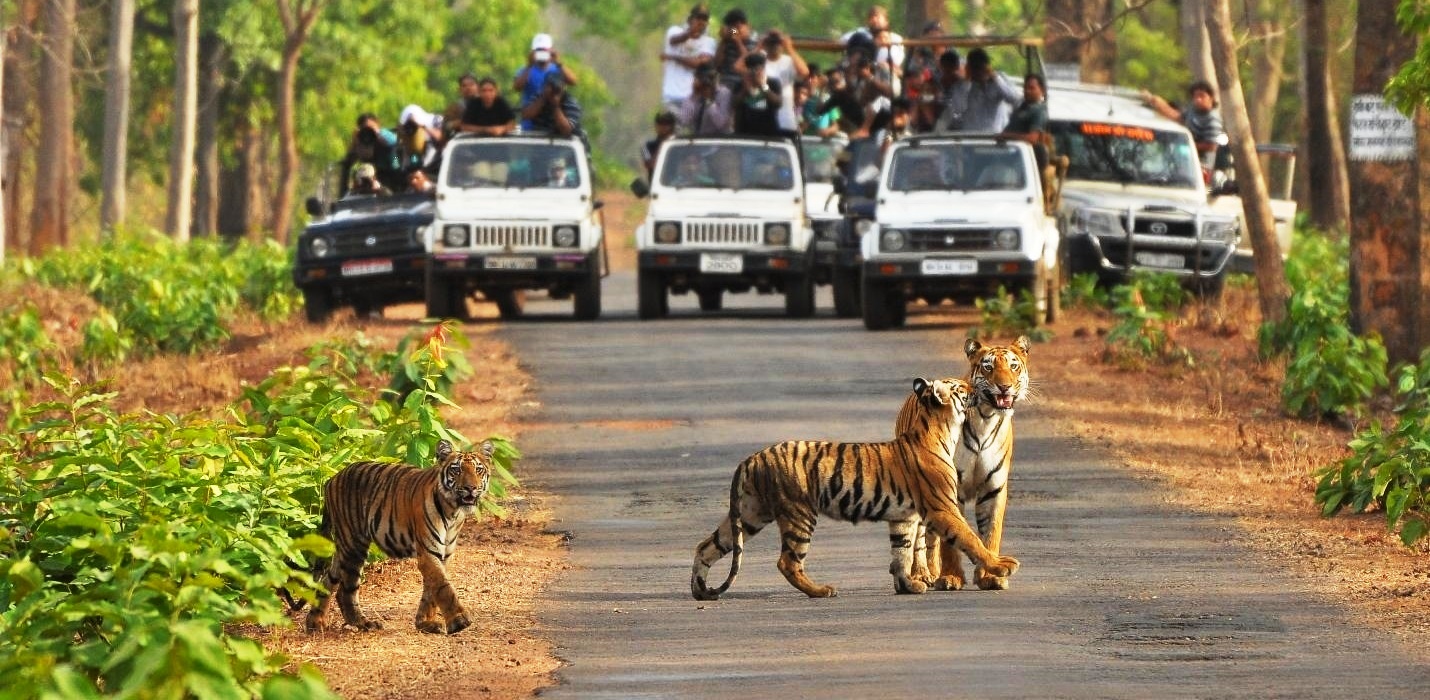 Spot Tiger At Moharli Gate Tadoba- Confirm tadoba Jeep Safari