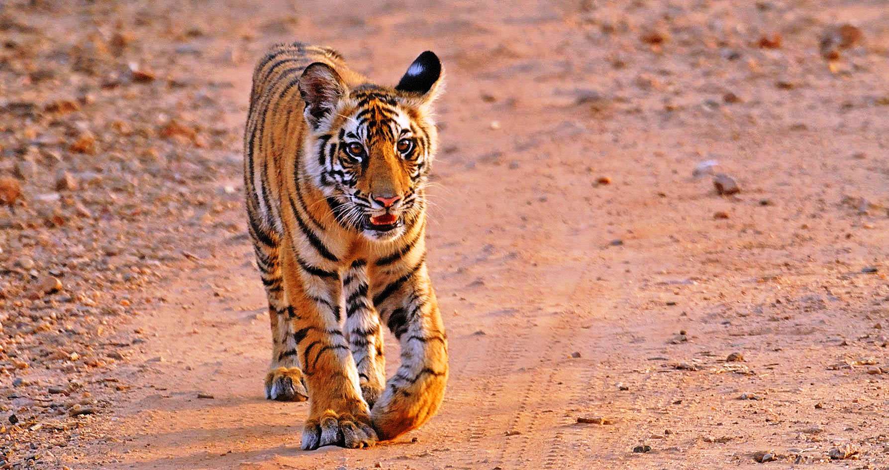 Spotting Tiger in Tadoba Tiger Reserve- confirm tadoba jeep safari