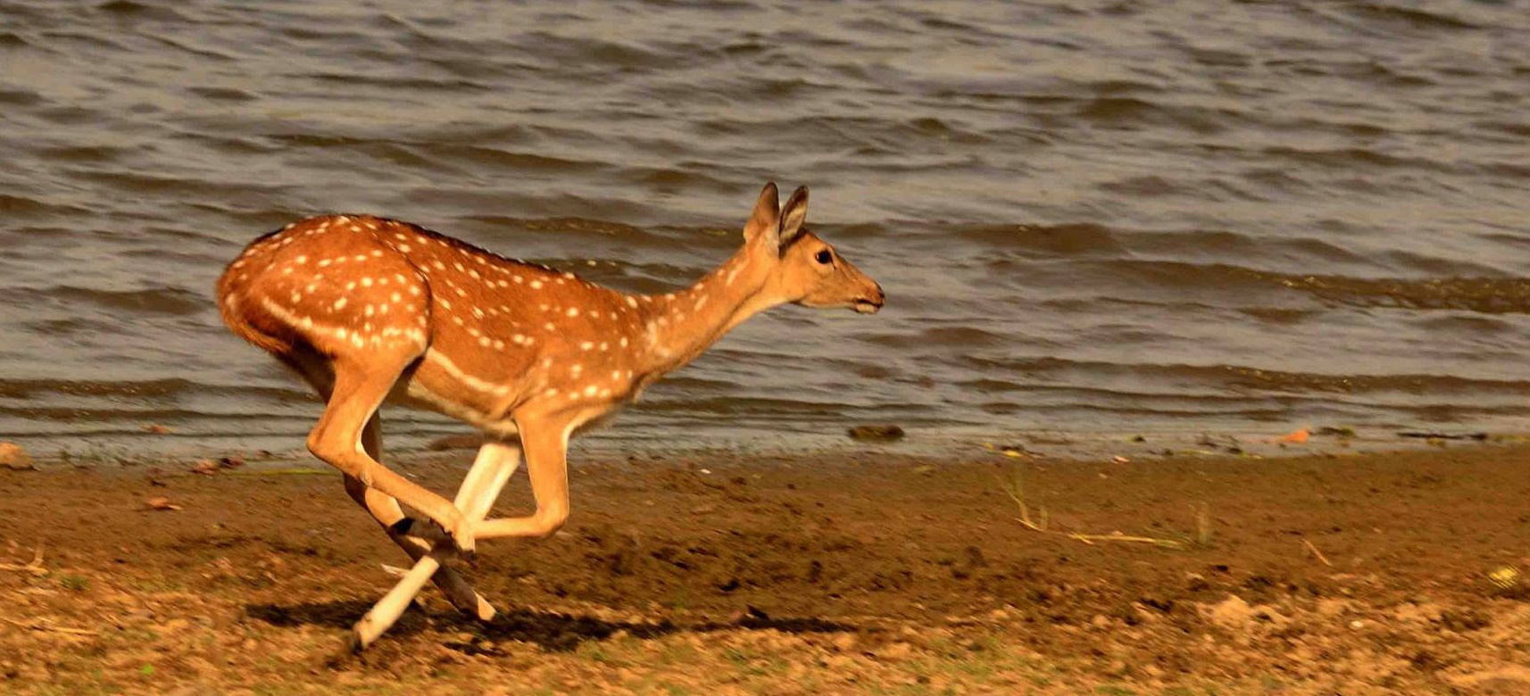  Sambhar Deer Neer the River Bank - confirm tadoba jeep safari