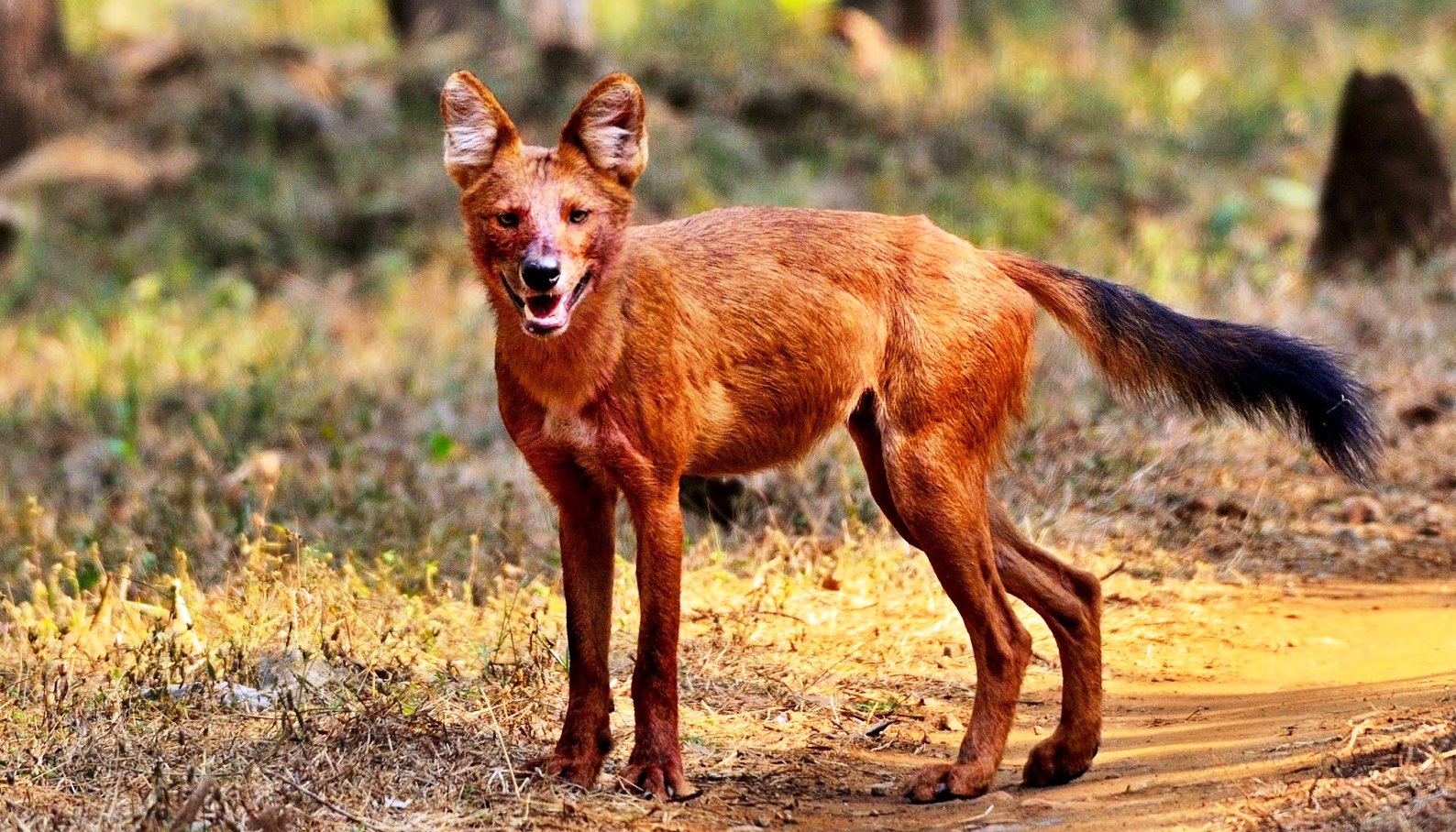 Confirm tadoba Jeep Safari