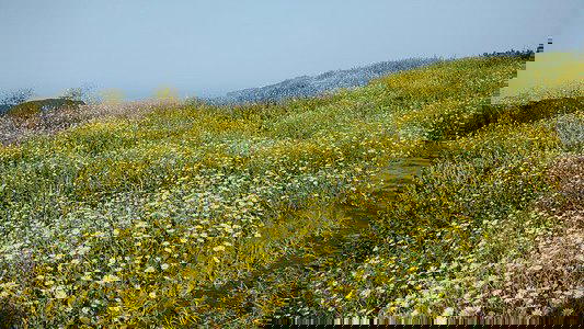 Ratangad Flowers Special Trek