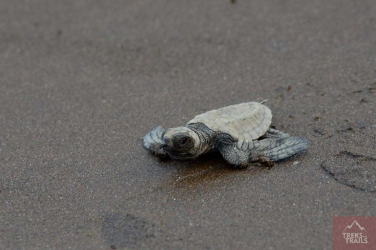 Turtle Conservation Project in Maharashtra