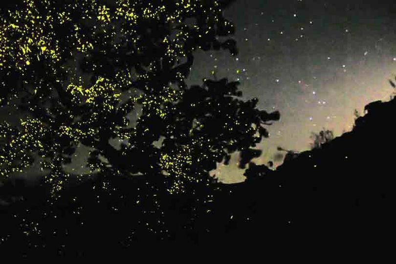 bhandardara-fireflies