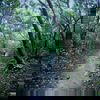 Bhimashankar Jungle Bhimashankar Jungle