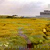 Kaas Plateau Image