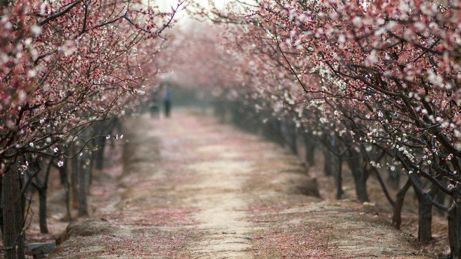 Kargil Apricot Blossom Tour - Tour