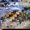 Ranthambore Tiger Park Ranthambore Tiger Park