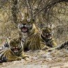 Ranthambore Tigers Ranthambore Tigers