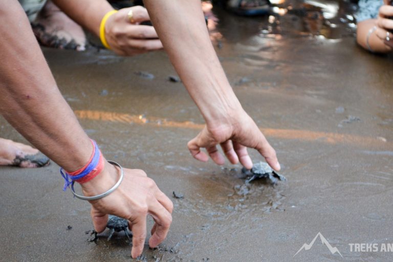 Conservation of Olive Ridley Turtles in India