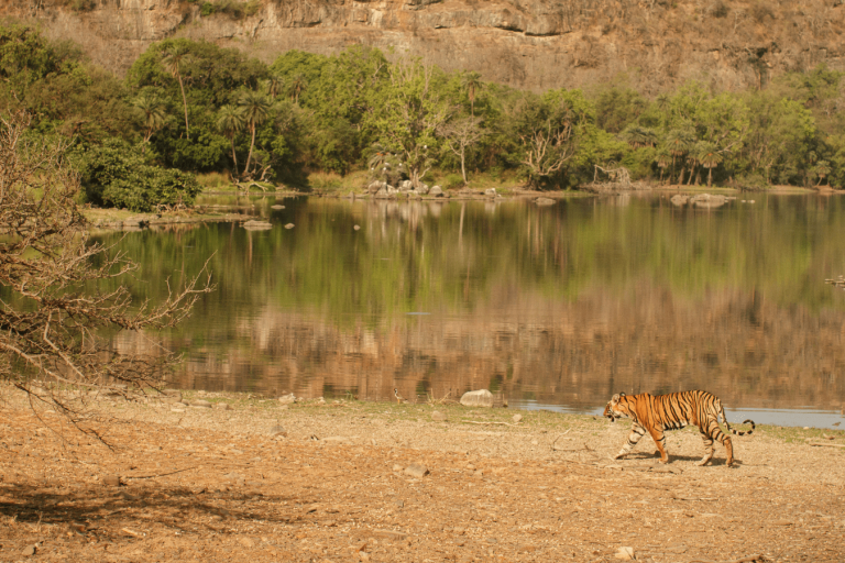 Ranthambore: A Guide for First-Timers
